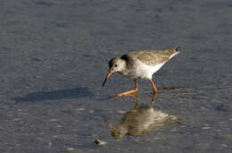 Image of Common Redshank