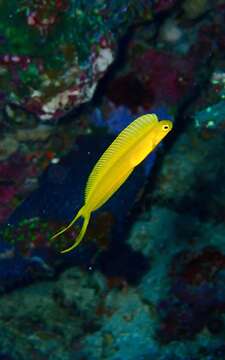 Image of Bicolor fangblenny