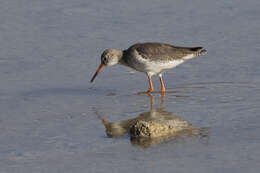 Image of Common Redshank