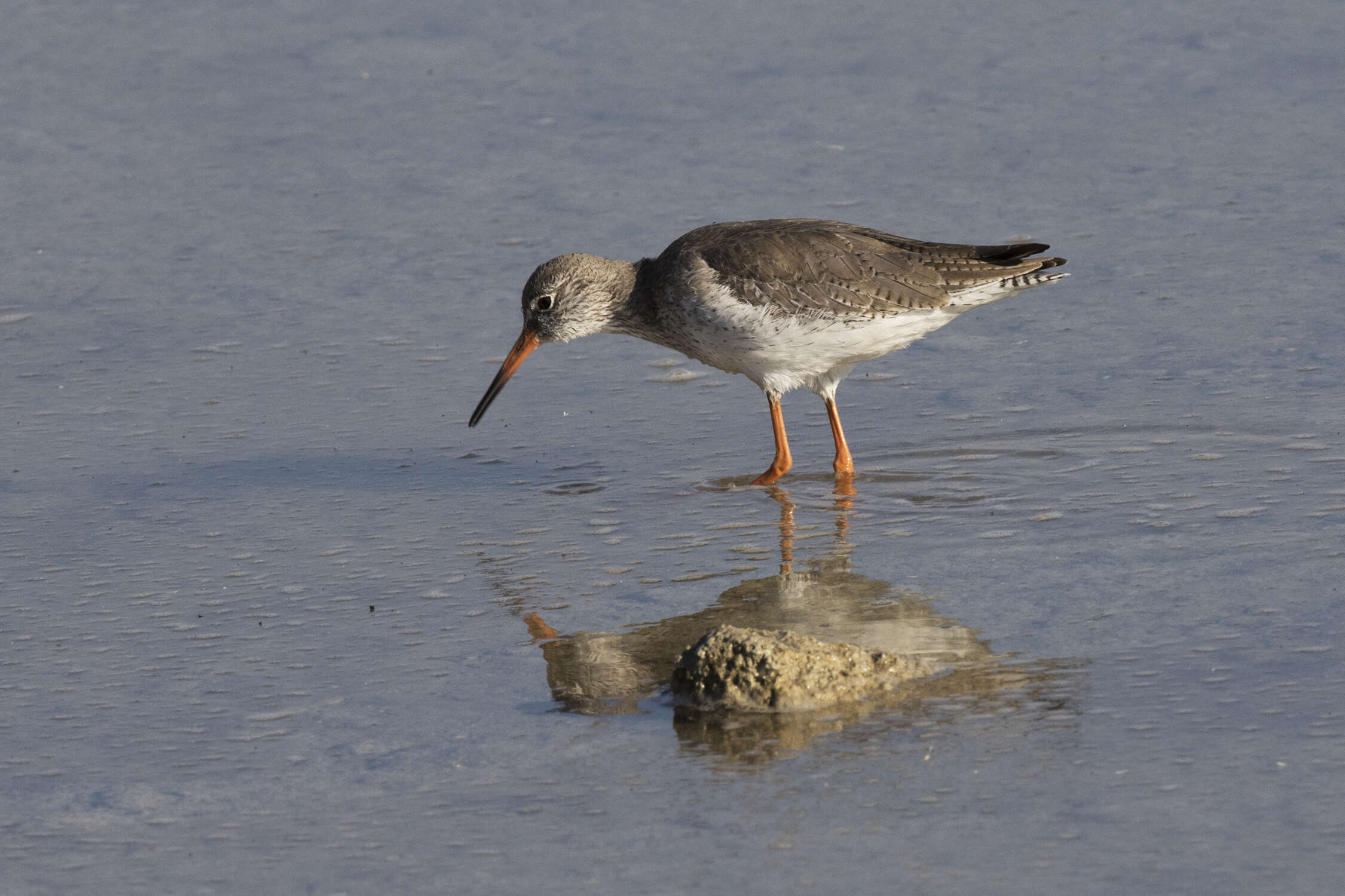 Image of Common Redshank