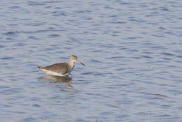 Image of Common Redshank