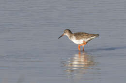 Image of Common Redshank