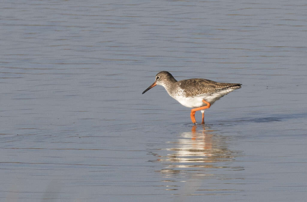 Image of Common Redshank