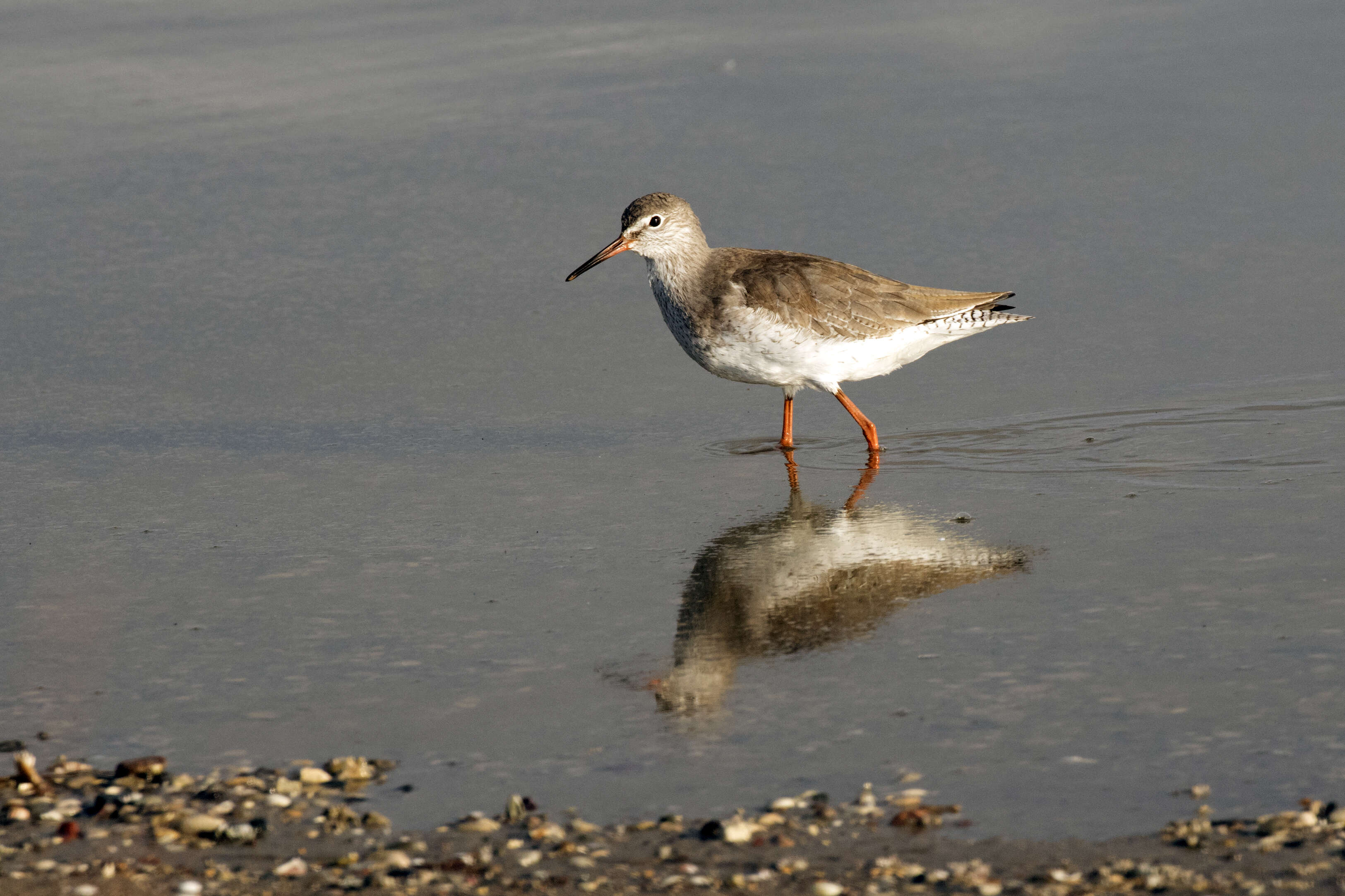 Image of Common Redshank