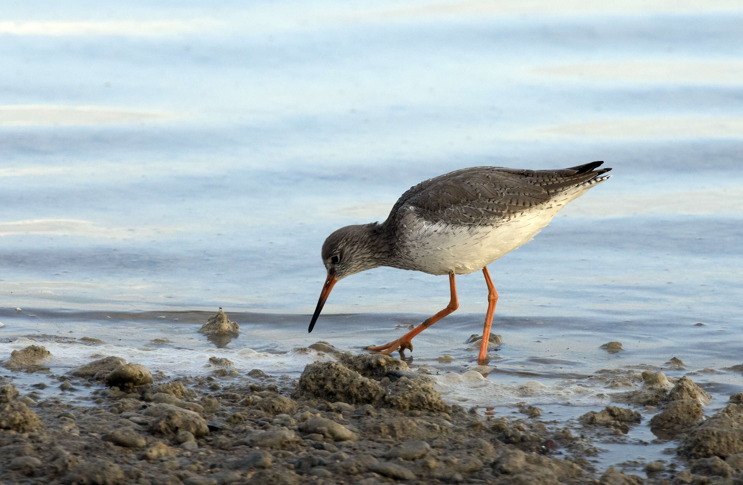 Image of Common Redshank