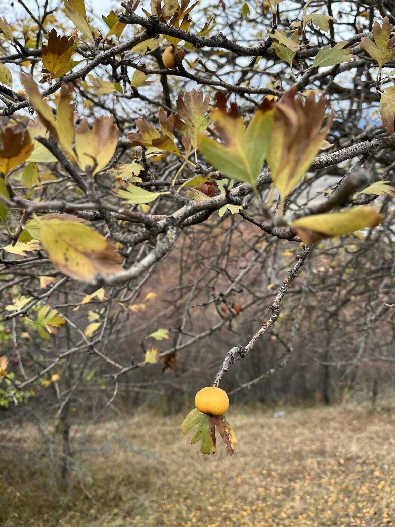 صورة Crataegus azarolus var. pontica (Koch) K. I. Christensen