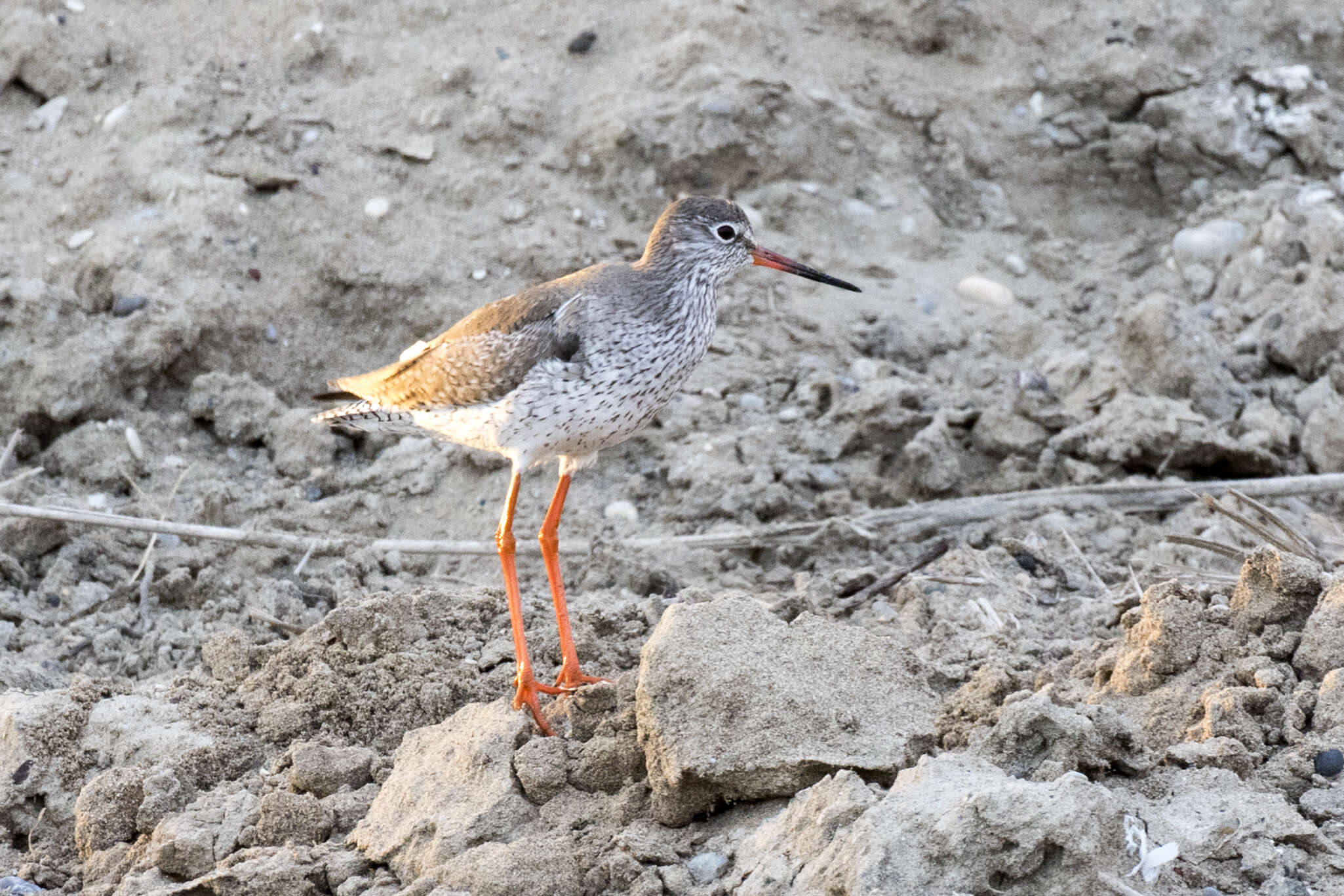 Image of Common Redshank