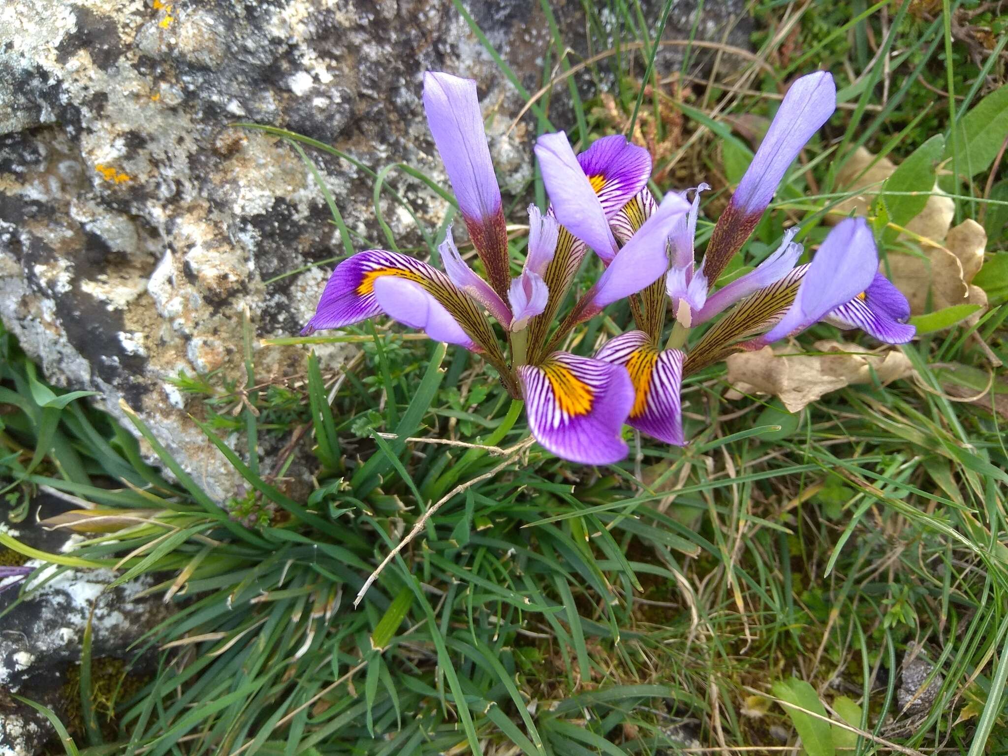 Image of Iris unguicularis subsp. cretensis (Janka) A. P. Davis & Jury