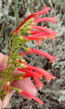 Image de Erica curviflora L.