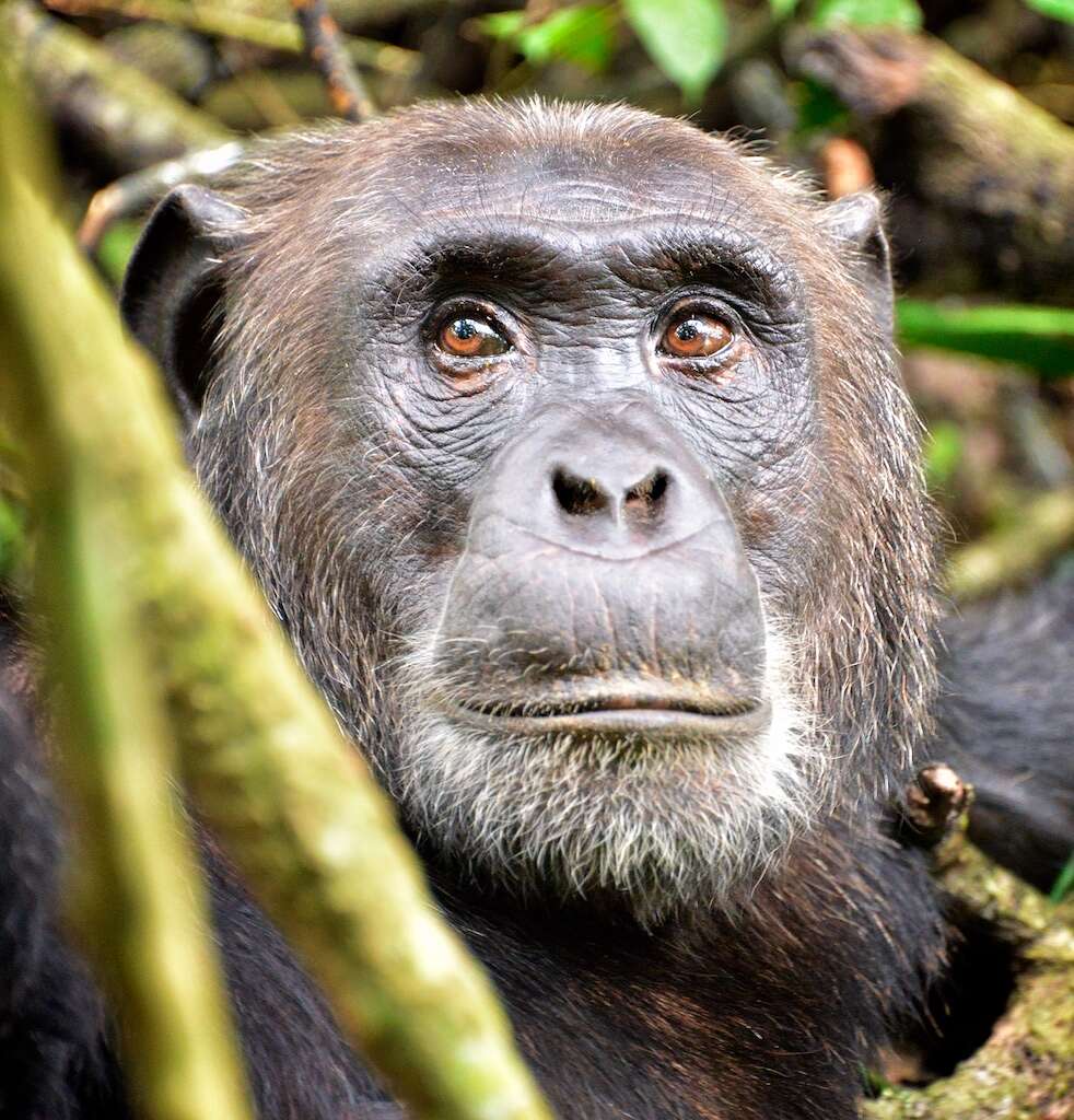 Image of Eastern Chimpanzee