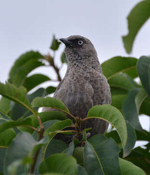 Image of Brown Babbler