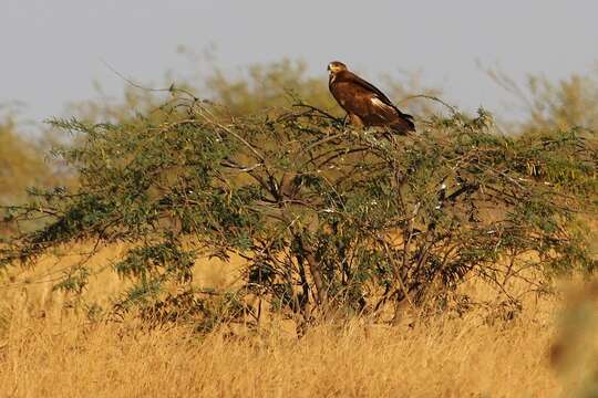 Image of Steppe Eagle