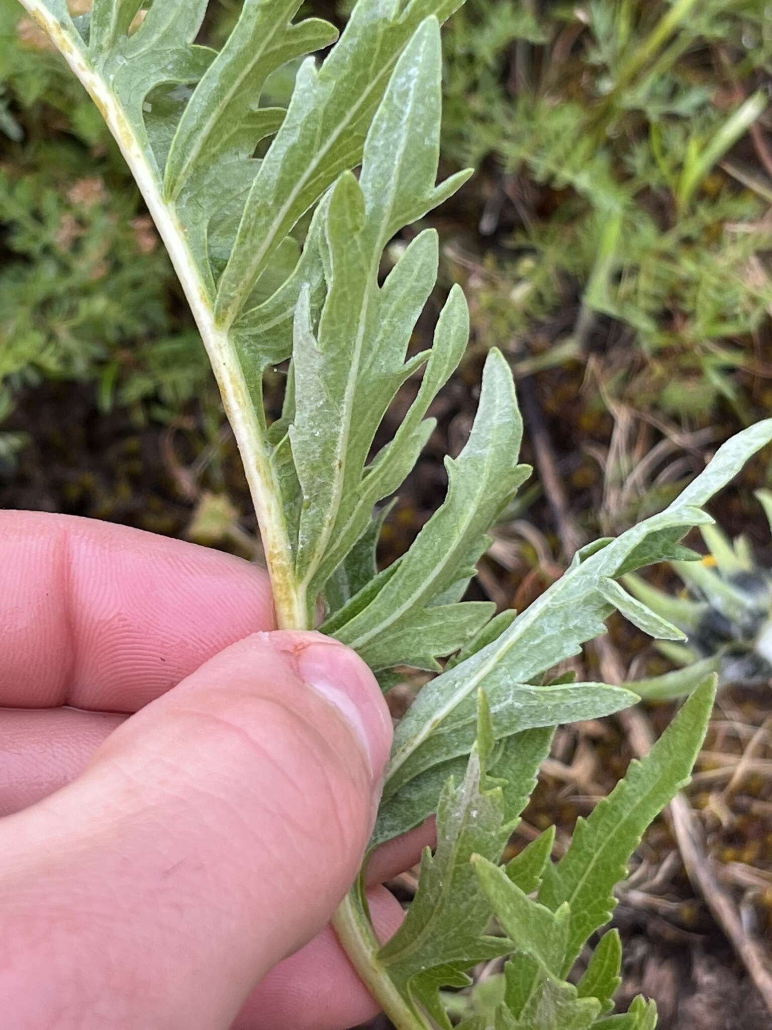 Imagem de Balsamorhiza incana Nutt.