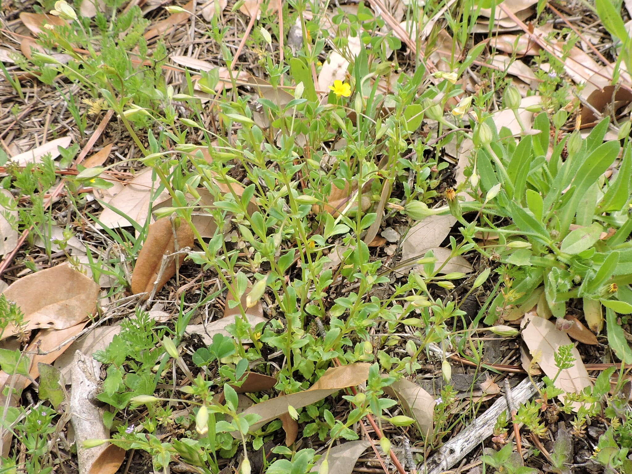 Mecardonia procumbens (Mill.) Small resmi