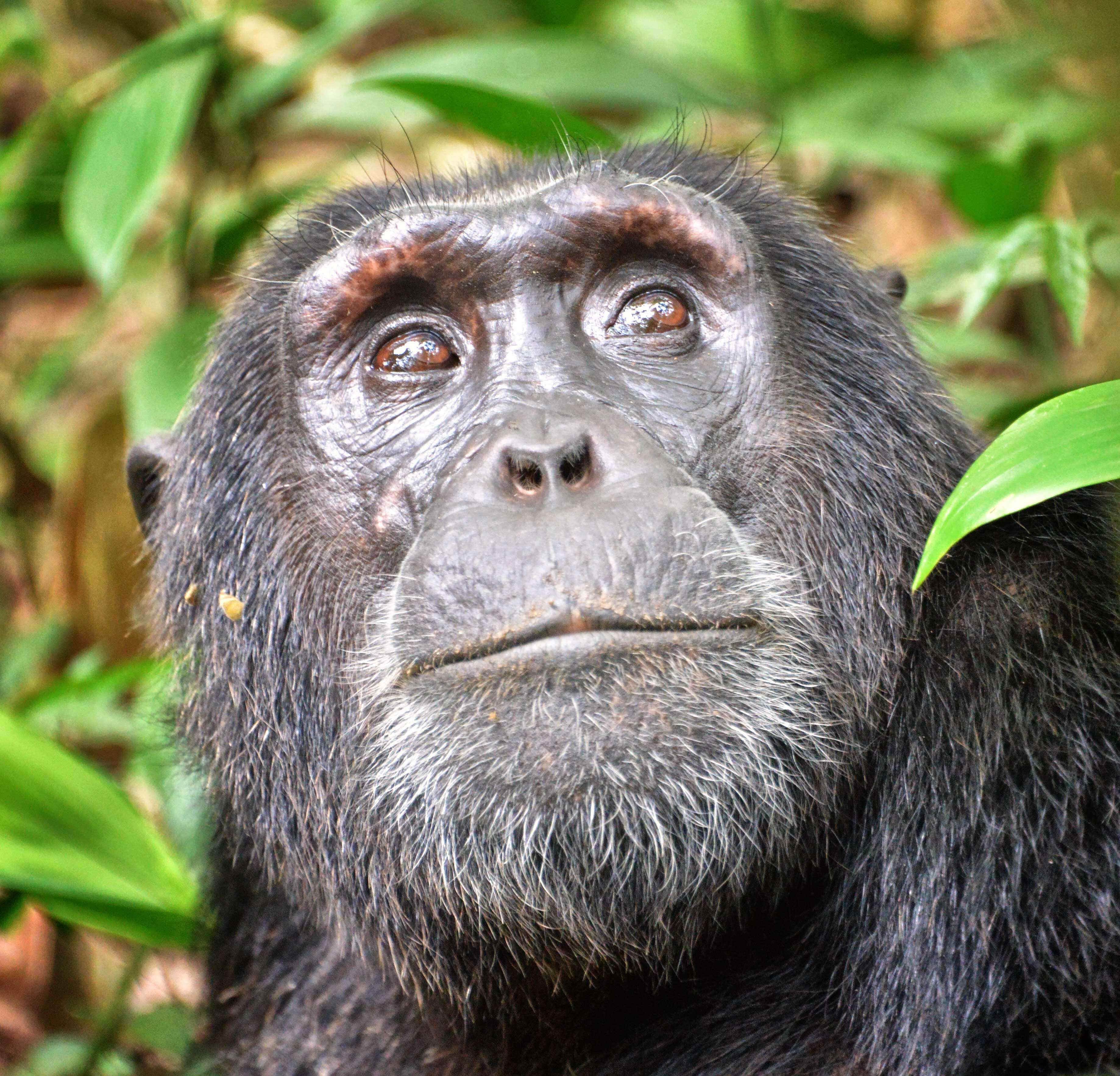 Image of Eastern Chimpanzee