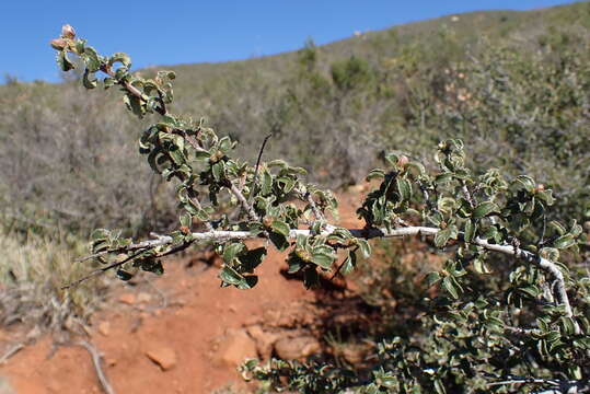 Image of Ceanothus foliosus var. viejasensis D. O. Burge & Rebman