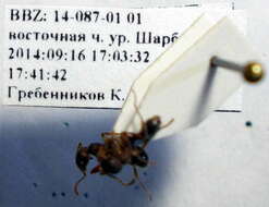 Image of Myrmica bergi Ruzsky 1902