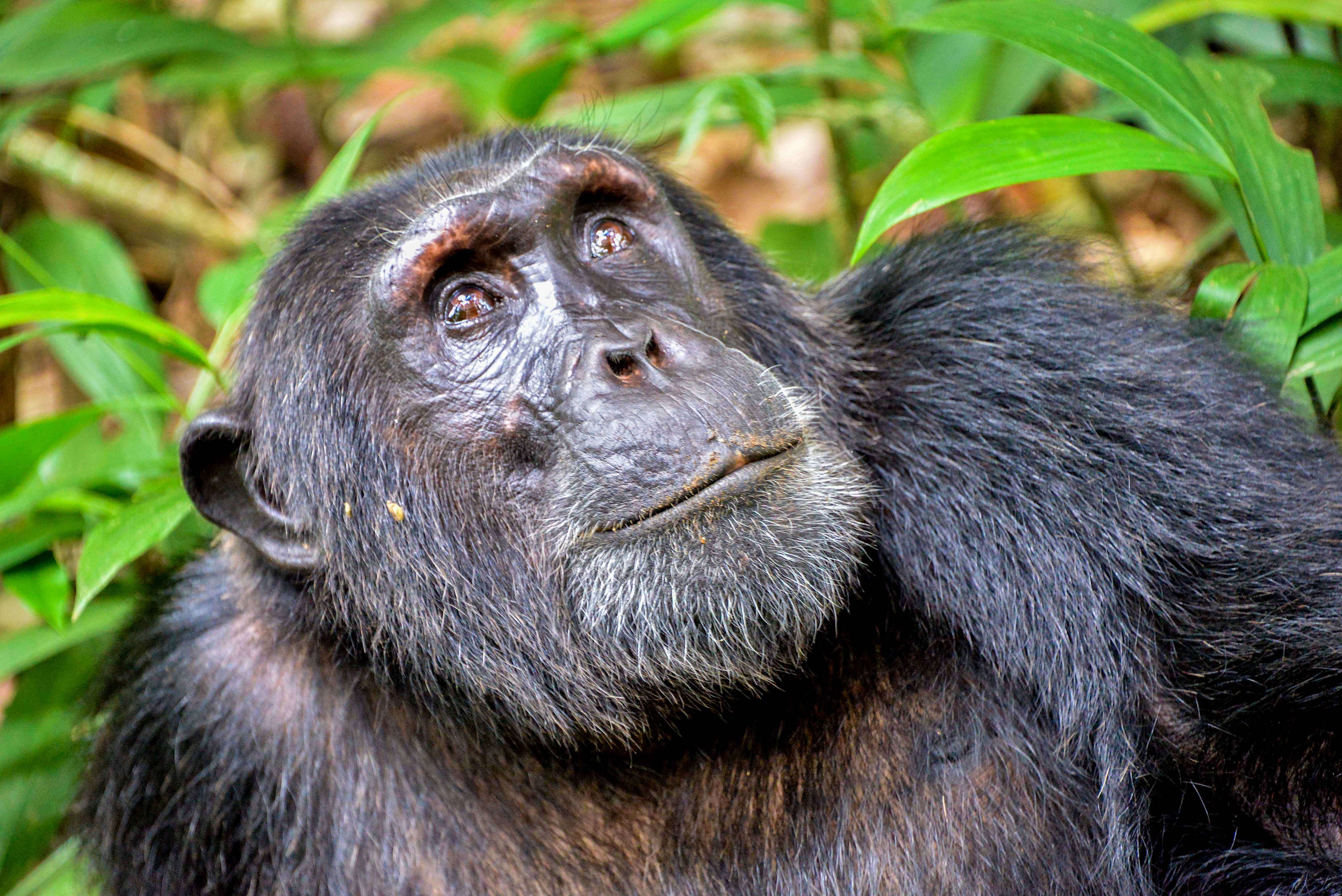 Image of Eastern Chimpanzee