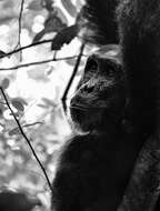 Image of Eastern Chimpanzee