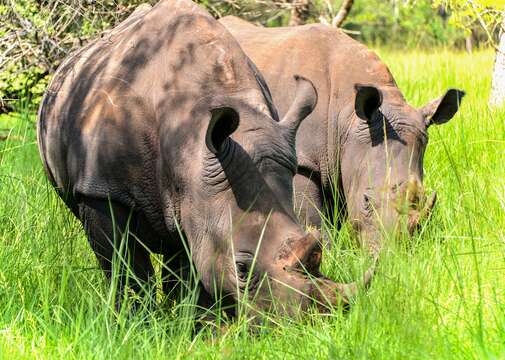 Image of Ceratotherium simum simum