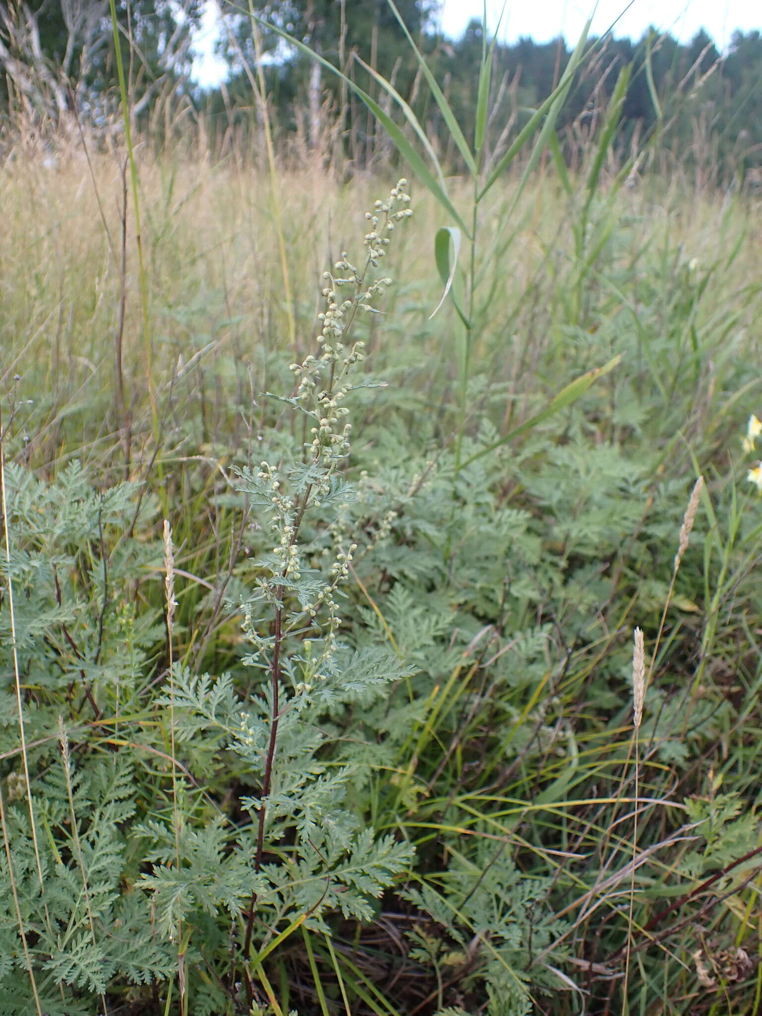 Image of Artemisia gmelinii var. messerschmidiana (Bess.) Poljakov