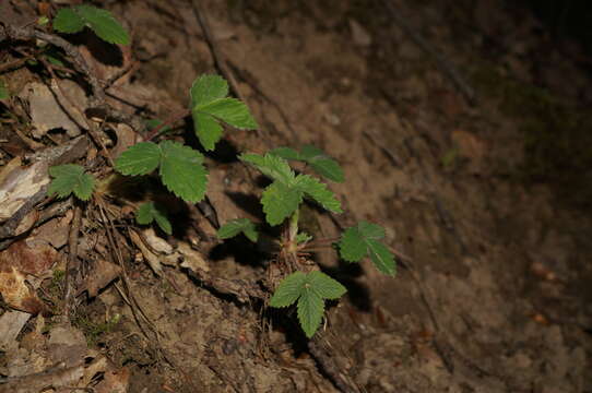 Image of pink barren strawberry