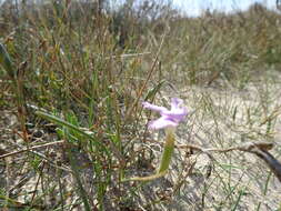 Слика од Dianthus gallicus Pers.