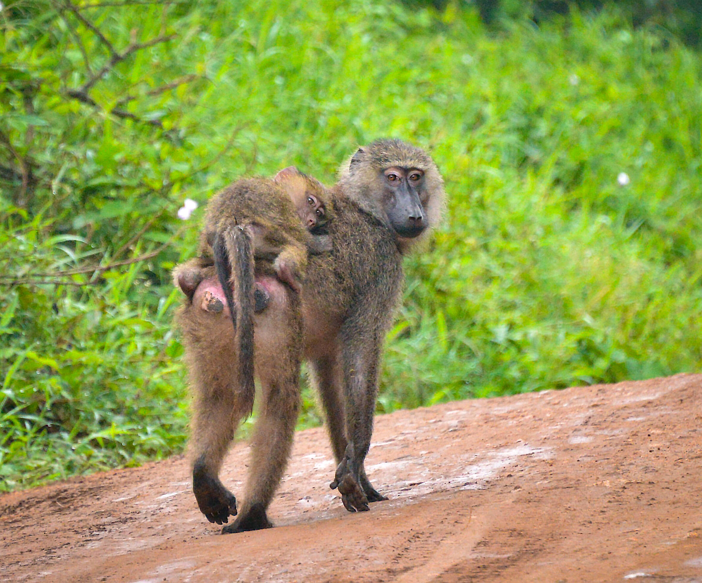 Image of Anubis Baboon