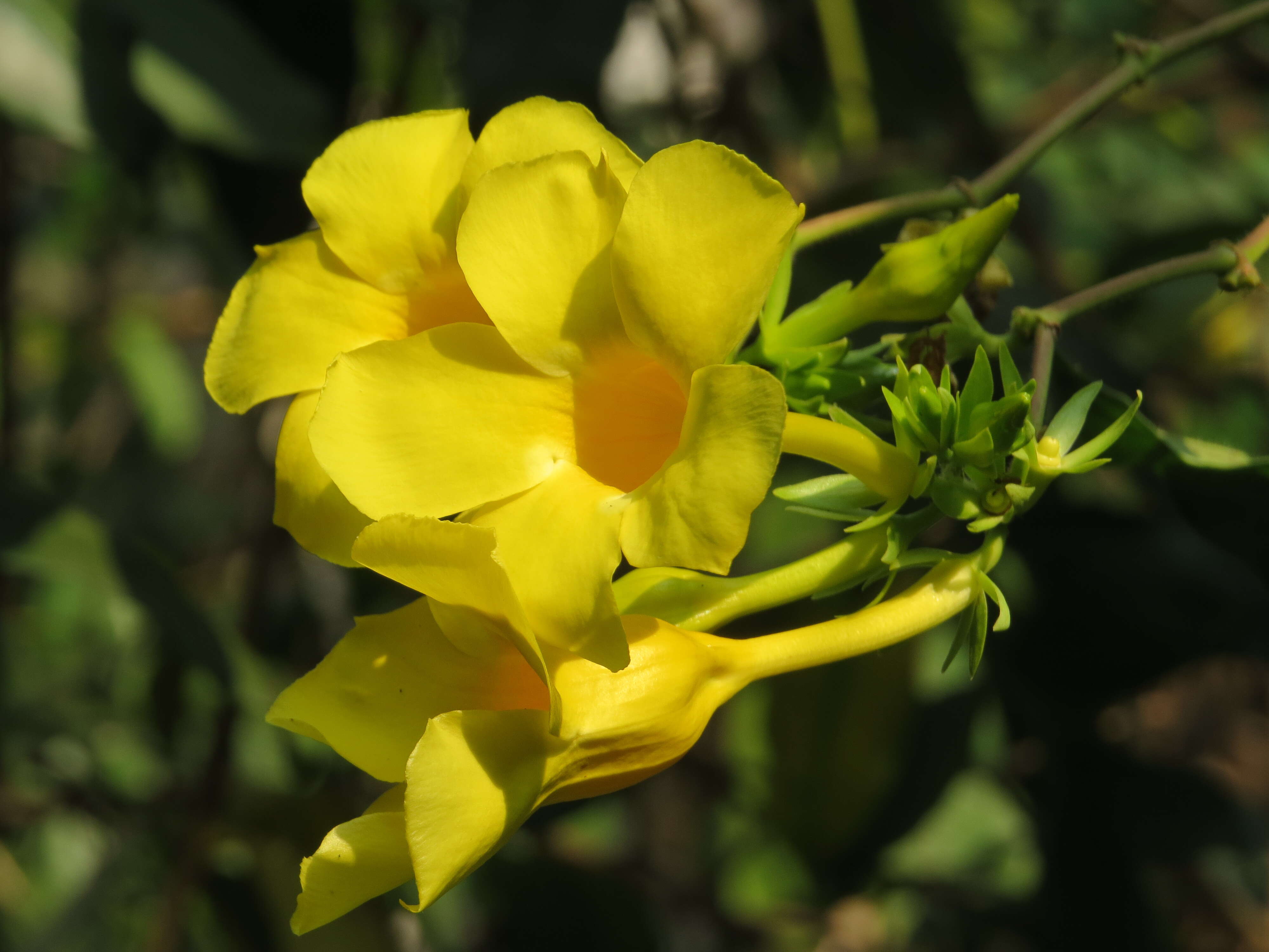 Image of golden trumpet