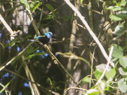 Stilpnia cyanicollis (d'Orbigny & Lafresnaye 1837) resmi