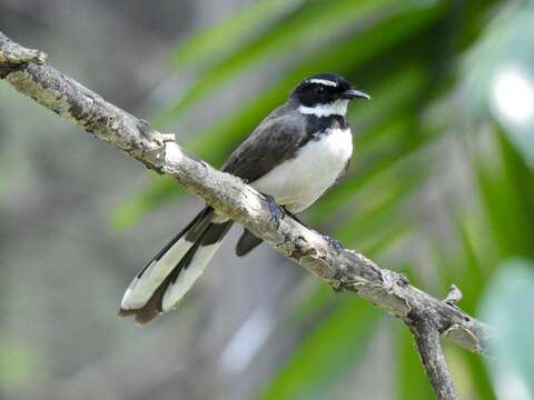 Image of Philippine Pied Fantail