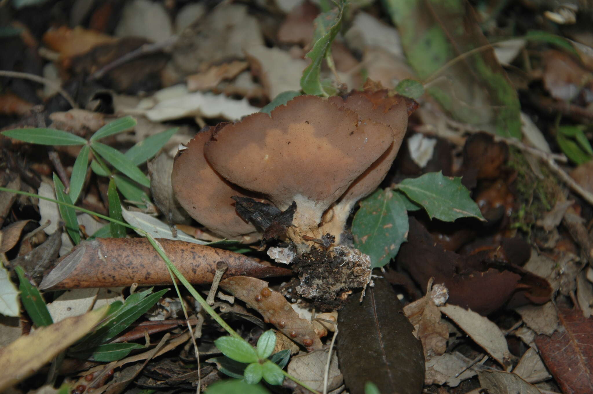 Image of Otidea bufonia (Pers.) Boud. 1907