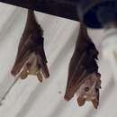 Image of Angolan Epauletted Fruit Bat