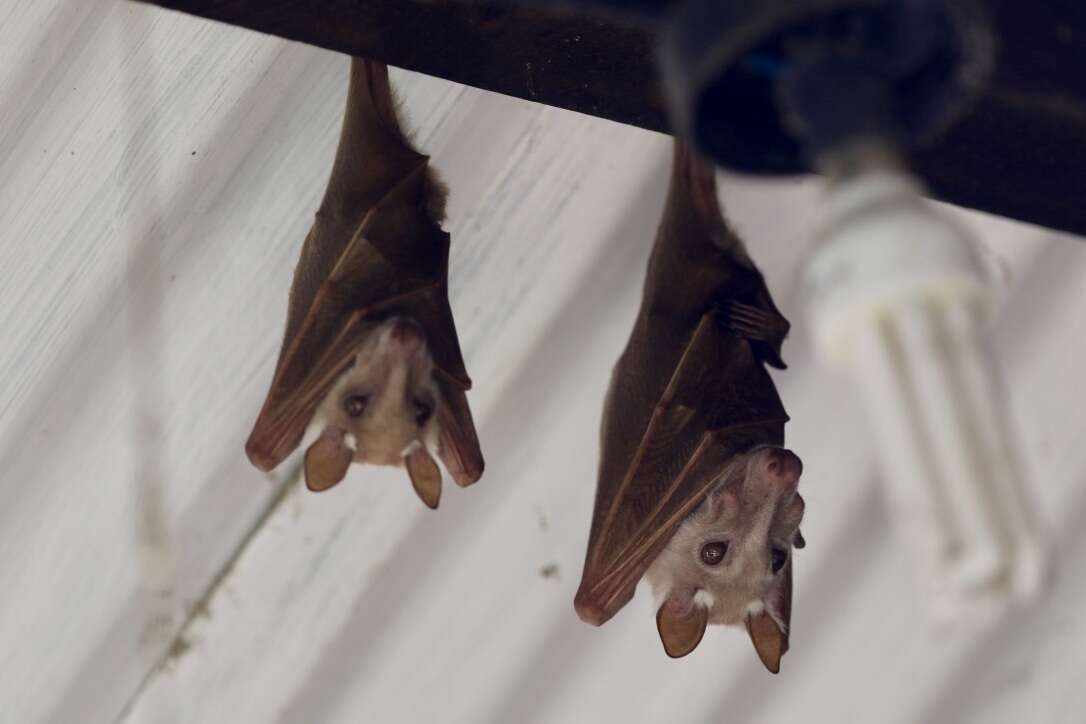 Image of Angolan Epauletted Fruit Bat