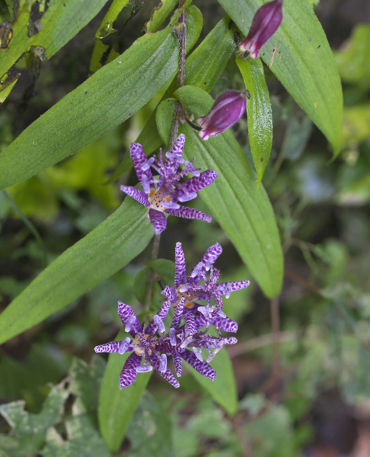 Image of toad lily