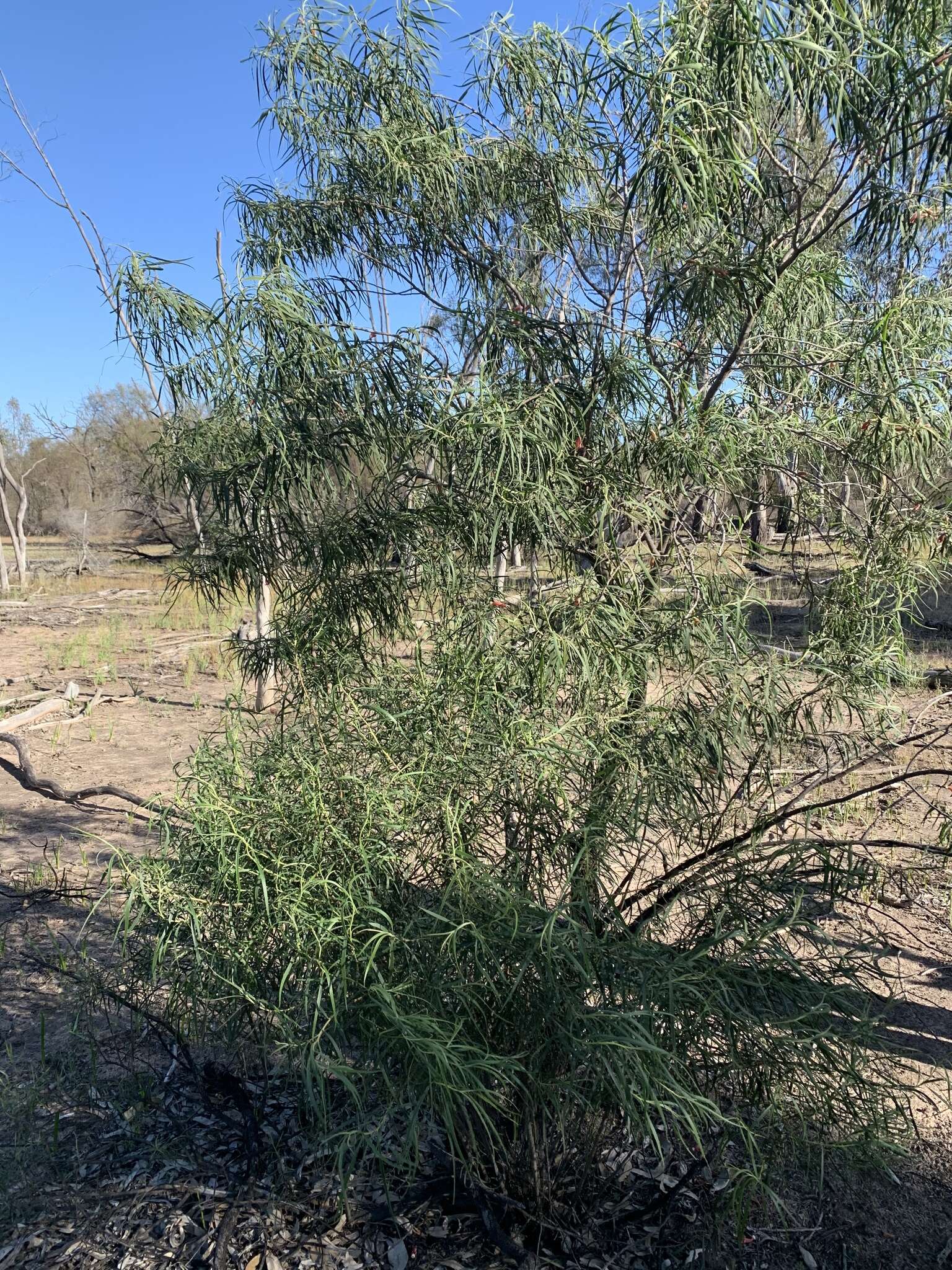 Слика од Eremophila longifolia (R. Br.) F. Muell.