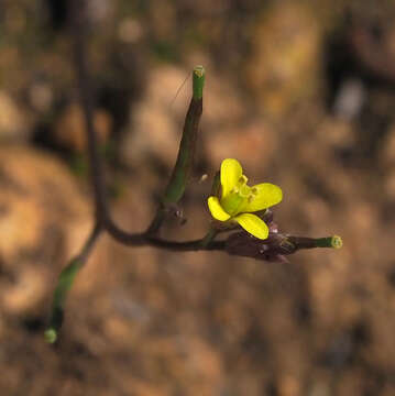 Image of Diplotaxis viminea (L.) DC.