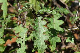 Image of Solanum prinophyllum Dun.