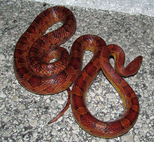 Image of Corn Snake