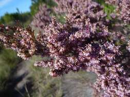 Image of Erica uberiflora E. G. H. Oliver