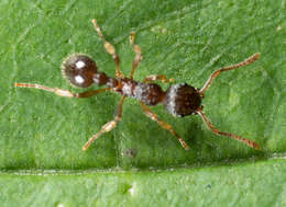 Image of Myrmica punctiventris Roger 1863