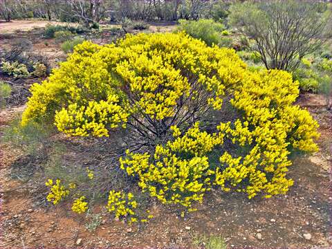 Image of Acacia sclerophylla var. sclerophylla