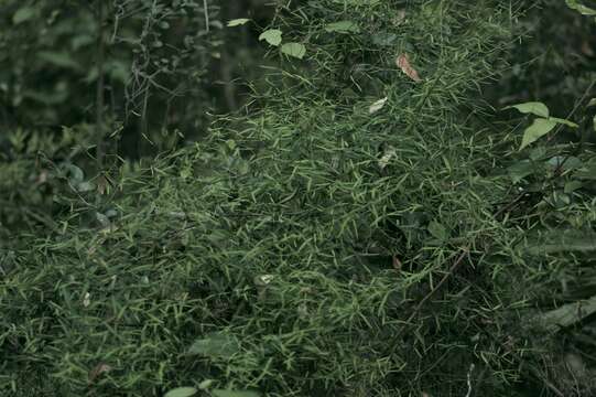 Image of leafless swallow-wort