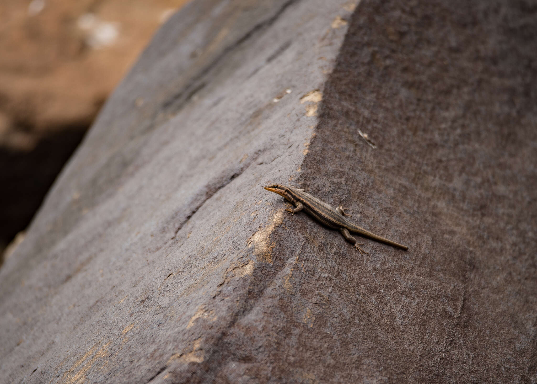 Image of Western Rock Skink