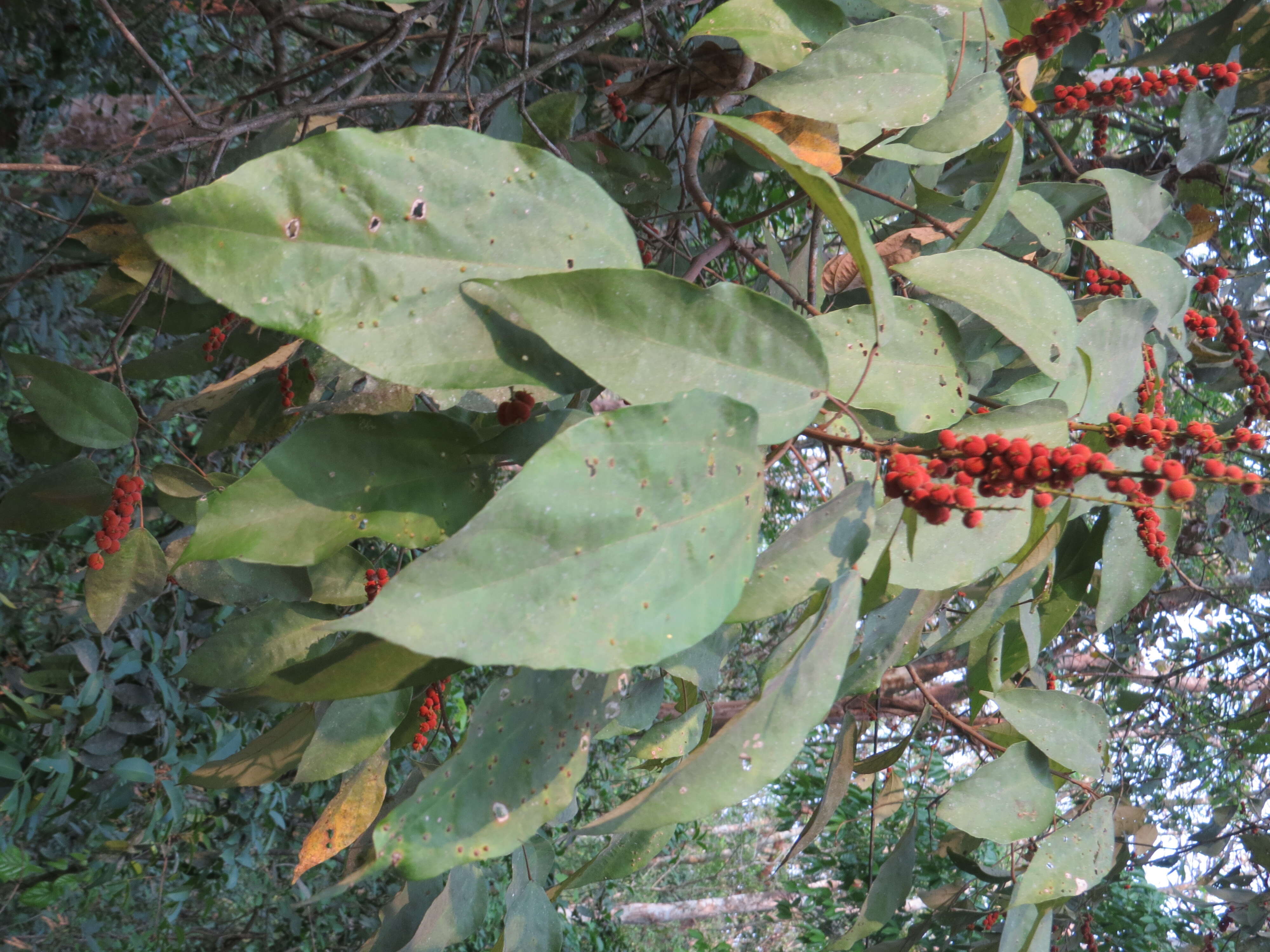 Sivun Mallotus philippensis (Lam.) Müll. Arg. kuva