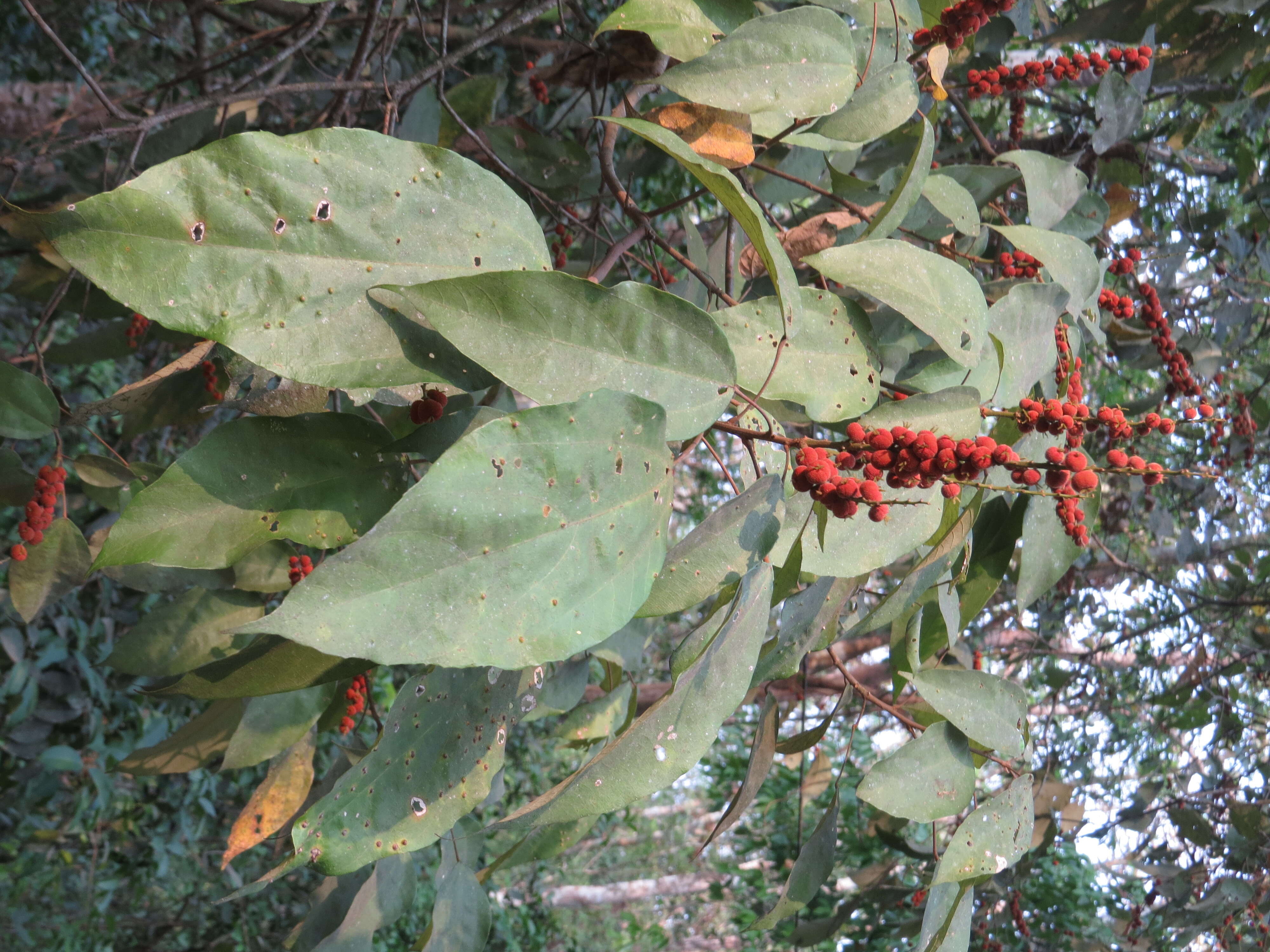 Sivun Mallotus philippensis (Lam.) Müll. Arg. kuva