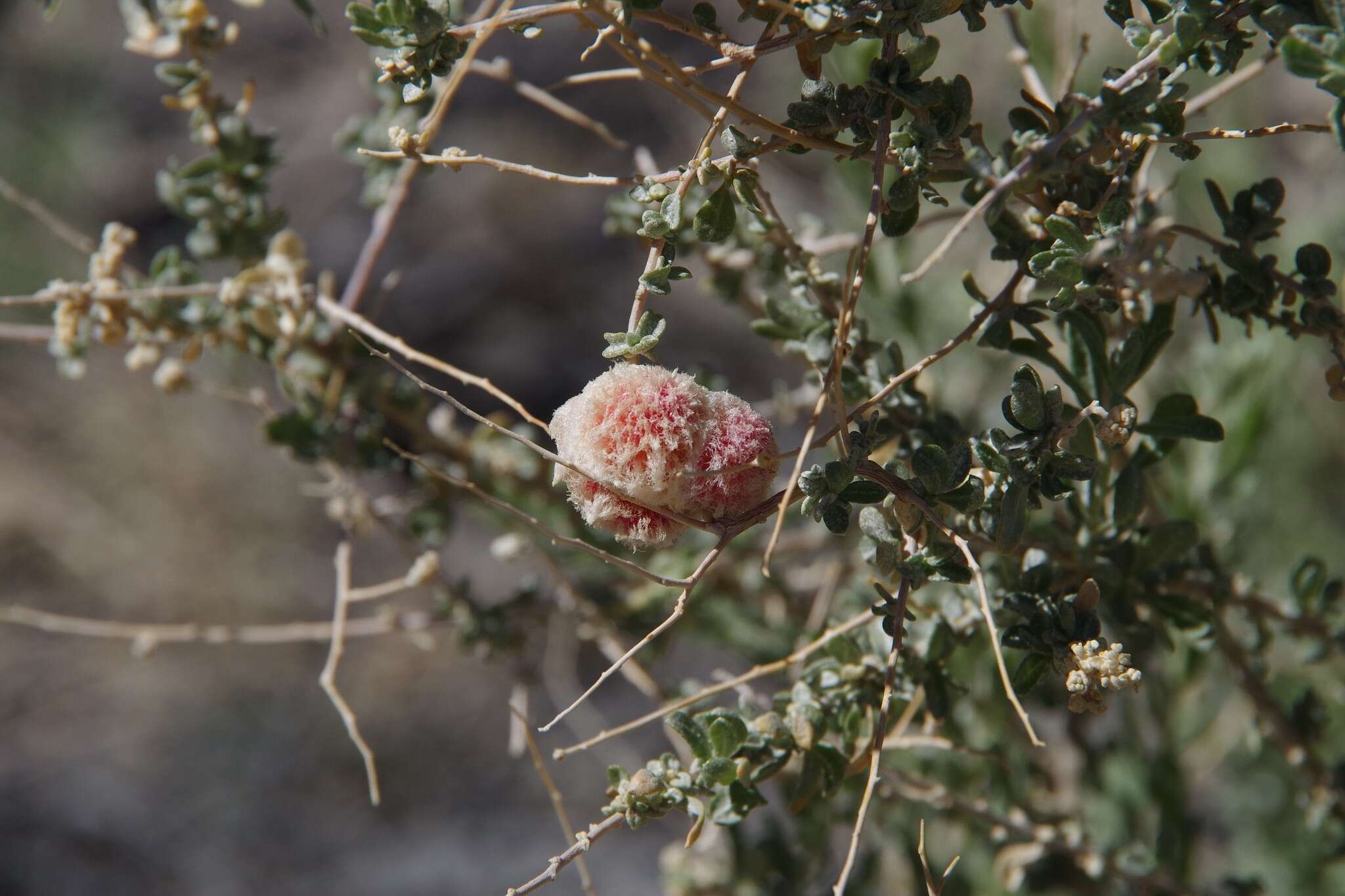 Image of Asphondylia floccosa Gagne 1986