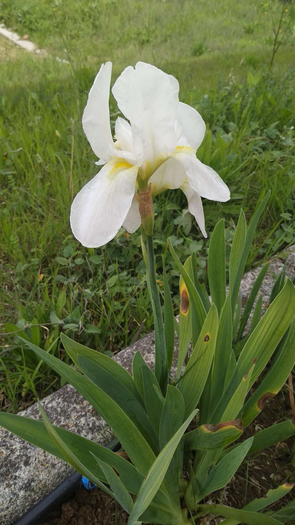 Image of Iris albicans Lange