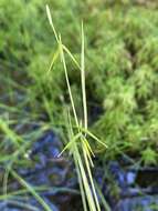 Image of Collins' sedge