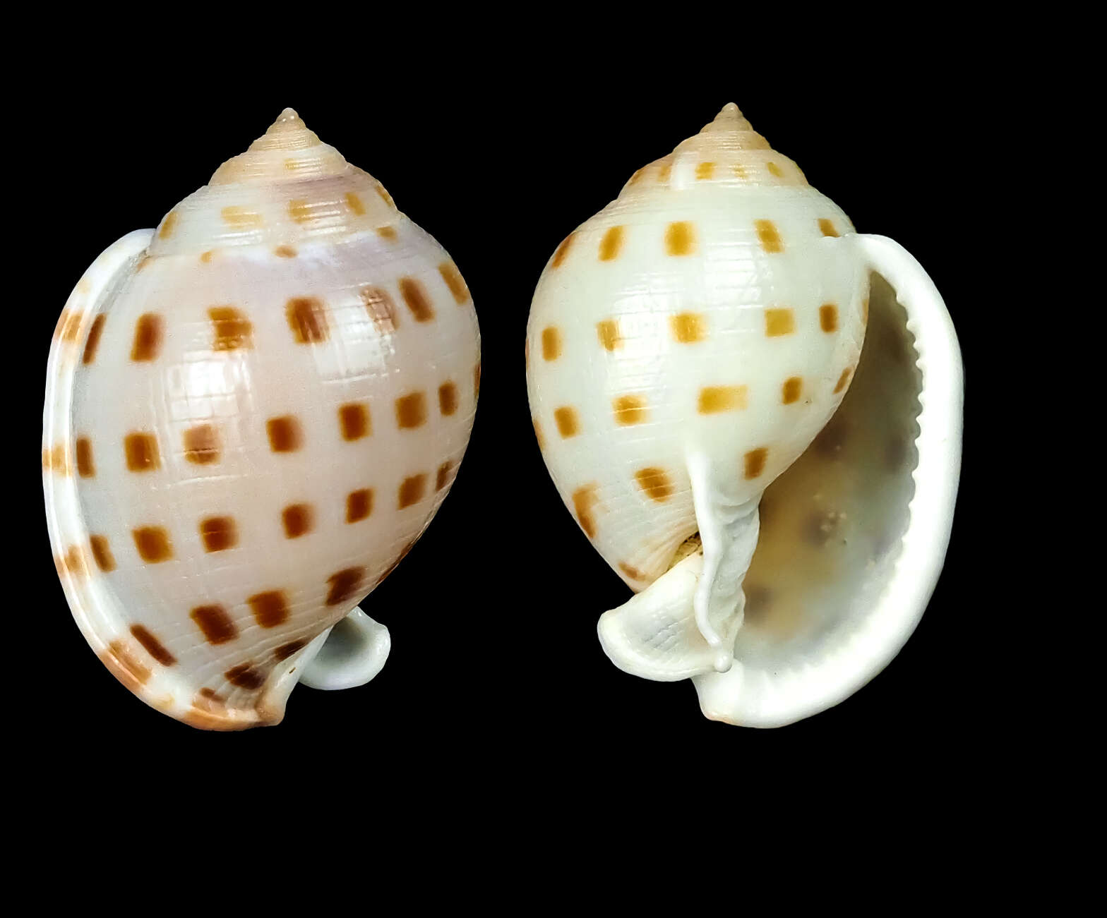 Image of Semicassis bisulcata (Schubert & J. A. Wagner 1829)
